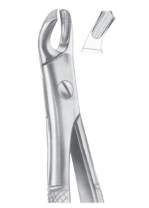 Fig 102 upper molars right AE 1093