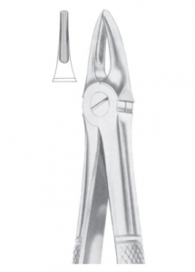 Fig 113 upper roots AE 1099