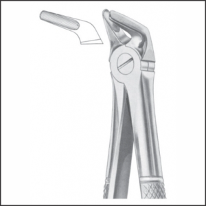 Fig 13 lower premolars AE 1009