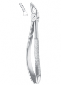 Fig 136 upper premolars and roots AE 1101