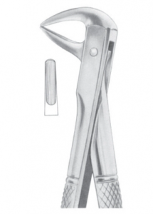 Fig 137 lower incisors and roots AE 1102