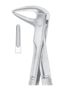 Fig 143 lower roots AE 1103