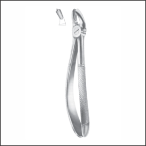 Fig 17 upper molars right AE 1011