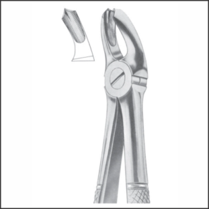 Fig 18A upper molars AE 1013