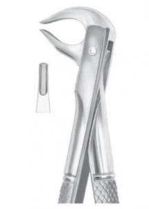 Fig 81 lower premolars and roots AE 1082